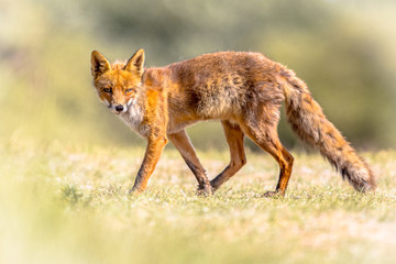 Fototapeta premium Red Fox sneaky walking