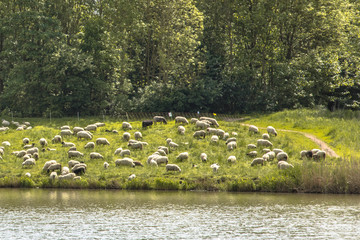 Herd of sheep in city