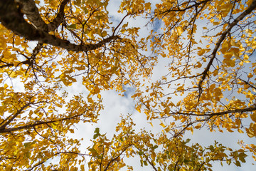 Yellow leaves on a tree against a blue sky with clouds.