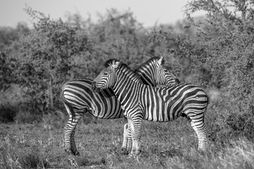 Fototapeta na wymiar Two Common Zebra grooming in black and white