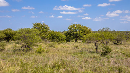 Bushveld savanna Kruger park