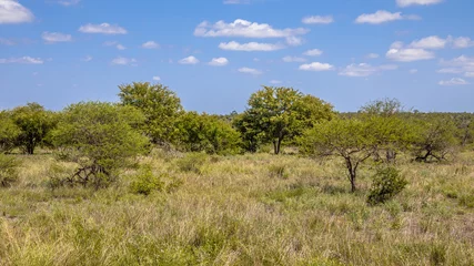 Foto op Aluminium Bushveld savanna Kruger park © creativenature.nl