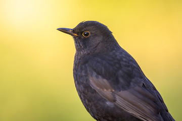 Male blackbird bright green backgound