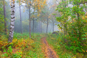 Footpath through the autumn forest