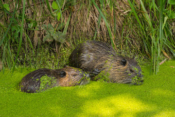 Nutria am Bach