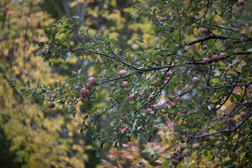 red apples in a tree