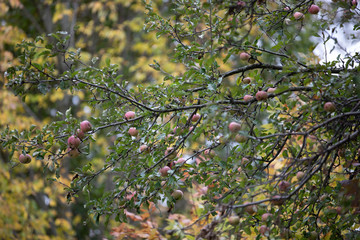 Fototapeta na wymiar ripe apples on a tree