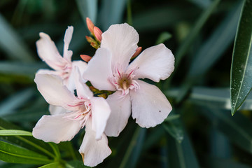 Fleur de laurier rose 