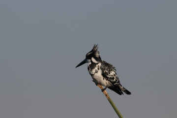 Pied Kingfisher sitting on branch by the Chobe River in Botswana Africa