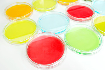 petridish in laboratory
