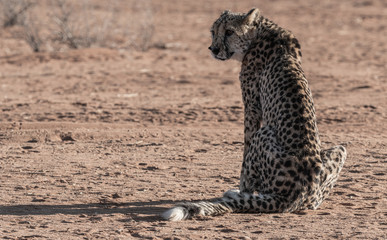 Guépard en Namibie, Afrique