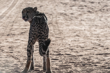 Guépard en Namibie, Afrique