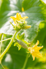 Cucumber embryo with a yellow flower on a branch