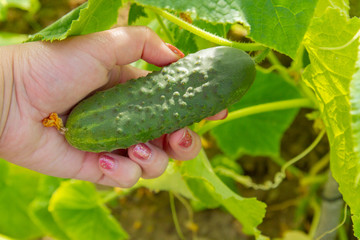 Woman's hand removes a cucumber from a branch in the greenhouse