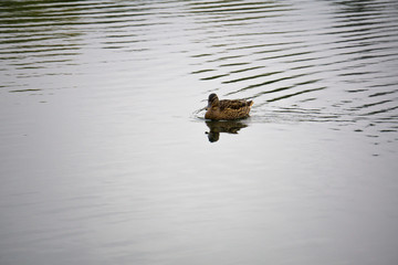 Schwimmende Ente voll im Fokus
