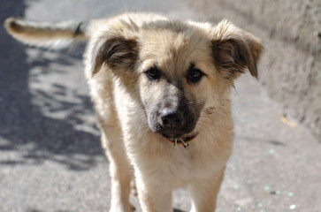 homeless puppy from dog shelter was taken home