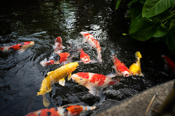  PrettyCarp