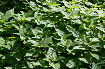 common nettles