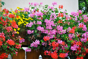 colourful geranium in front of a house