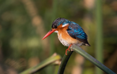 Pretty little malachite kingfisher close up in natural habitat in Africa