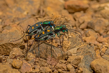 Tiger Beetle mating in Monsoon  seen at Thane,Maharashtra,India