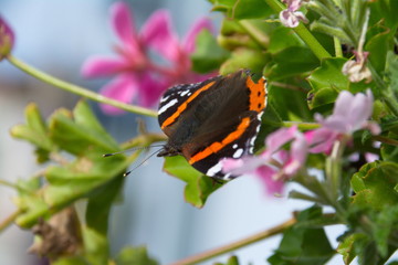 Admiral wärmt seine Flügel auf