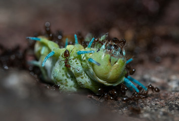 Ants feeding on Atlas moth caterpillar seen at Goa,,India