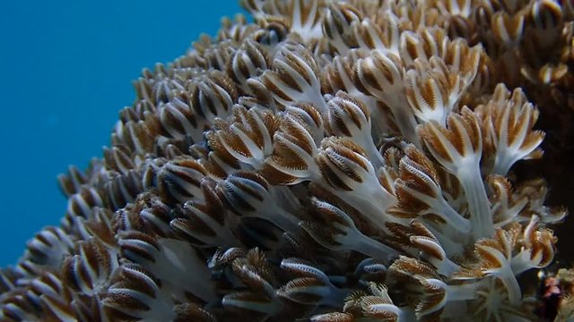 Pulsating soft coral (Xeniidae) dances with ocean current while its tentacles opens and closes to feed on planktons and algae. Moalboal, Cebu, Philippines