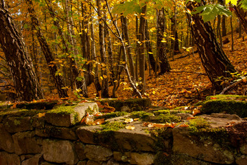 Beautiful autumn landscape. Autumn gradient of flowers. Colorful foliage on the trees.
