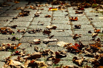 Path with fallen autumn leaves