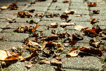 Path with fallen autumn leaves