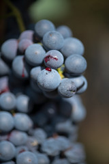  Image of the collection of wine grapes in Galicia