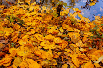 Beautiful autumn landscape. Autumn gradient of flowers. Colorful foliage on the trees.