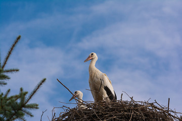 Fototapeta premium Weissstörche im Nest