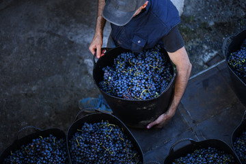  Image of the collection of wine grapes in Galicia
