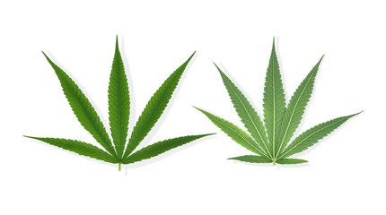 Marijuana leaves isolated on a white background