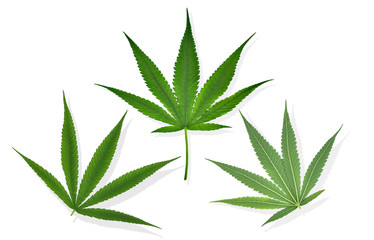 Marijuana leaves isolated on a white background