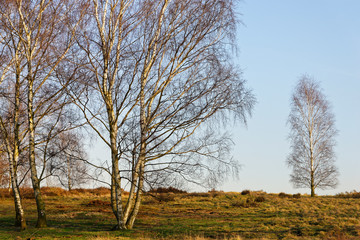 Sandbirken ohne Laub