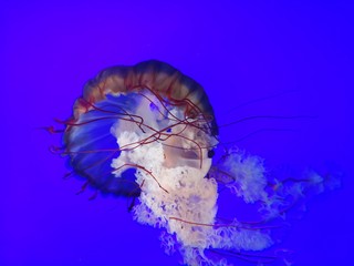 blue jellyfish in water