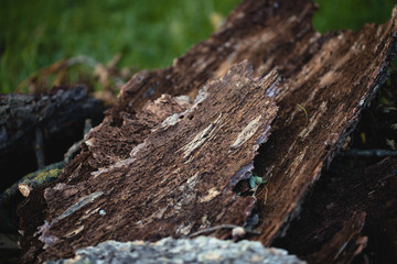 tree in grass