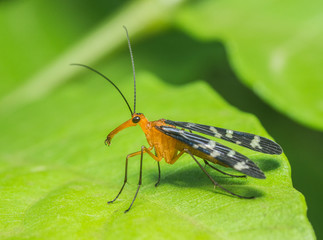 Scorpion Fly  seen at Thane,Maharashtra,India