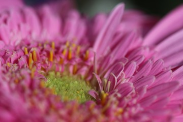 fleurs macro