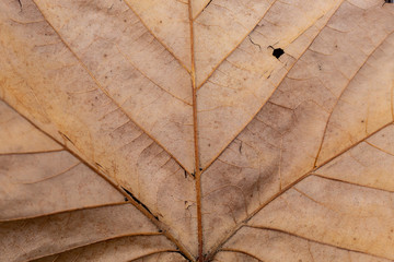 Closeup Brown Autumn Leaf Texture