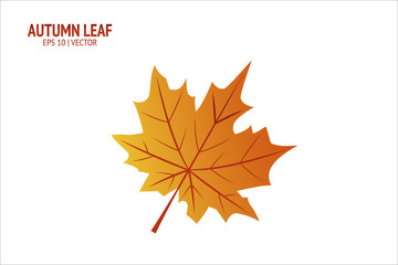 Autumn leaf. Isolated vector icon on white background. Colorful flat illustration can use for banner, flyer, textile, print, surface, fabric design