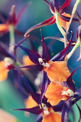 Orchid Macro Photo