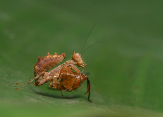 Praying Mantis  seen at Thane,Maharashtra,India