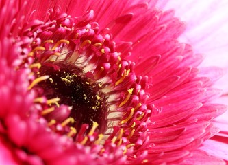 fleurs macro