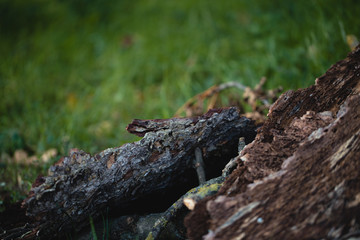 wood in grass