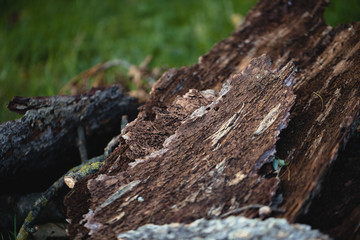 wood in grass