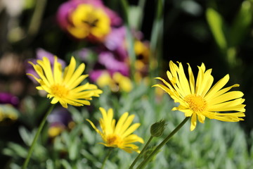 Obraz premium fleurs macro